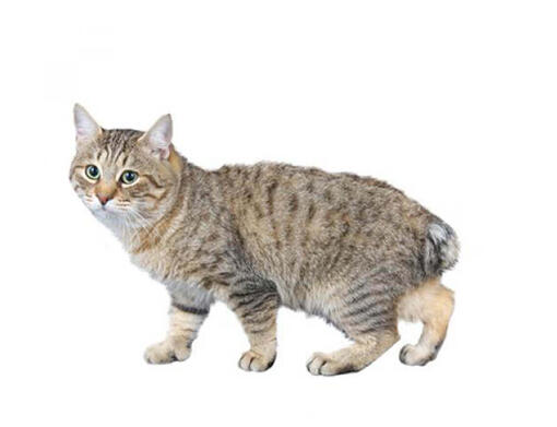 Long haired bobtail sales cat